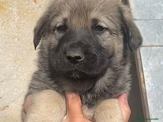 Mastín Español perros - Anuncio 2