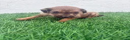 Raza Mixta perros en venta: Pootalian - Anuncio 7