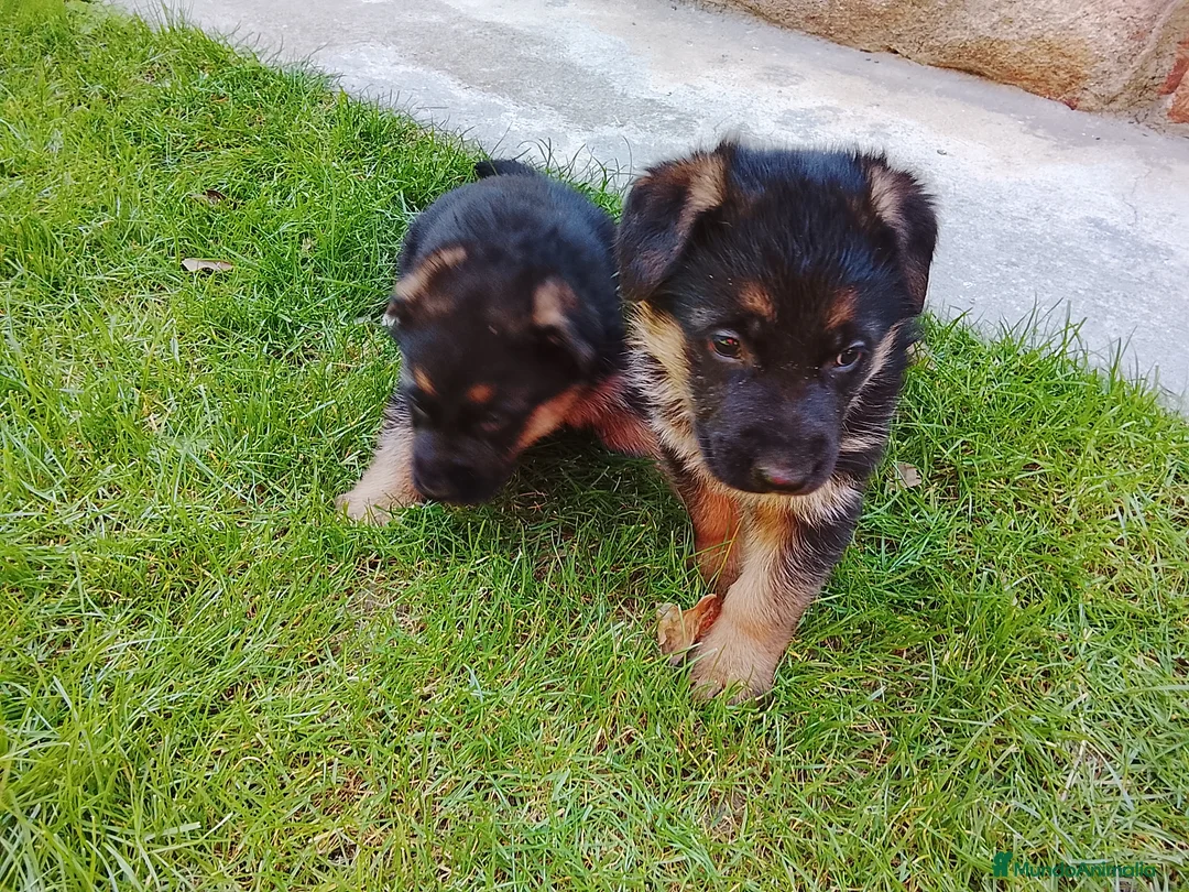 Pastor Alemán perros en venta: Cachorros de pastor alemán  - Anuncio 2