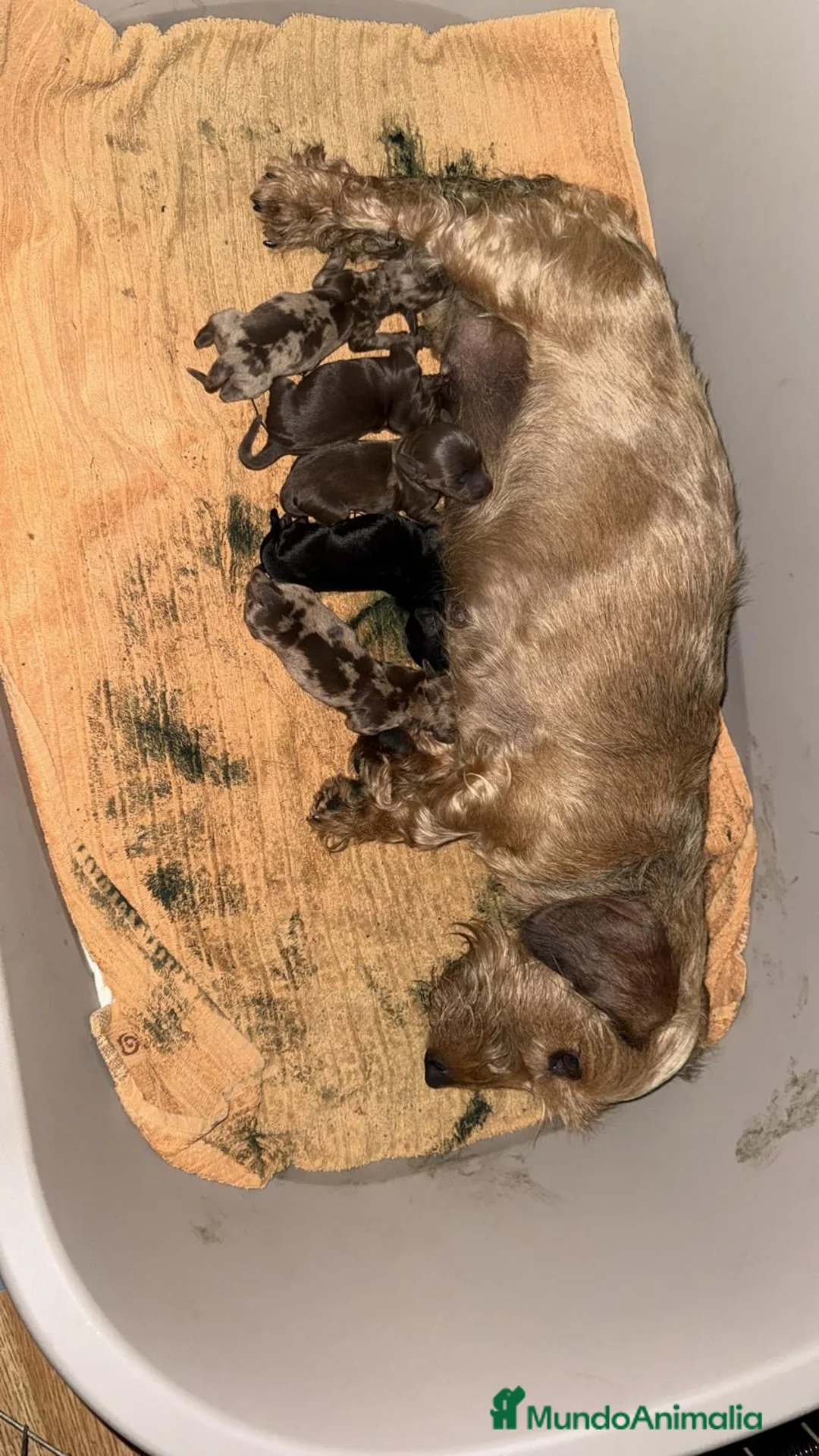 Teckel Miniatura perros en venta: Teckel Mini  - Anuncio 1