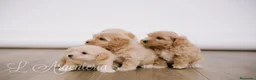 Maltipoo perros en venta: Camada Maltipoo - Anuncio 1