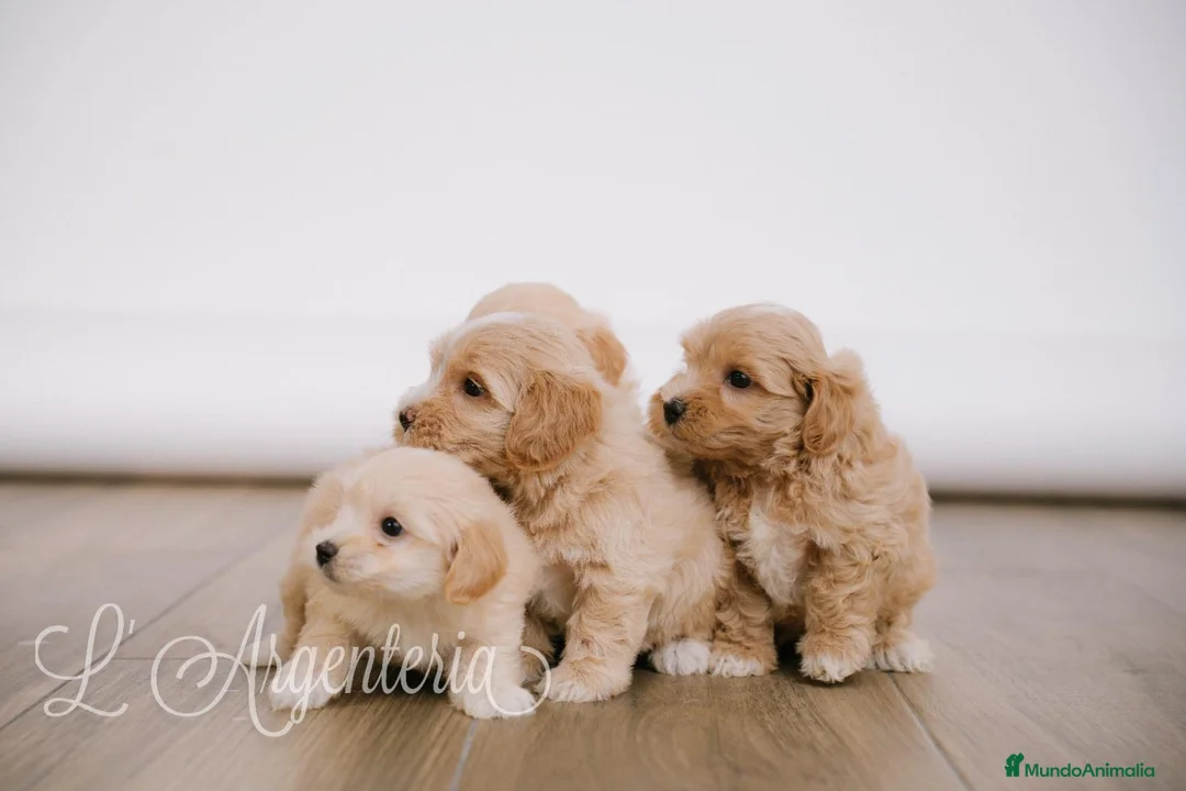 Maltipoo perros en venta: Camada Maltipoo - Anuncio 1