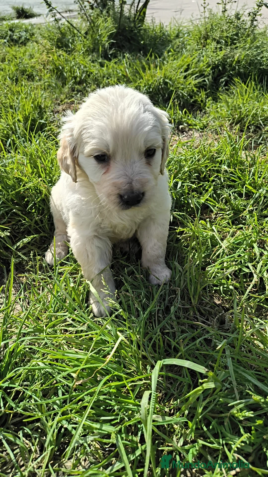 Golden Retriever perros en venta: Espectaculares golden disponibles para entregar en Murcia - Anuncio 2