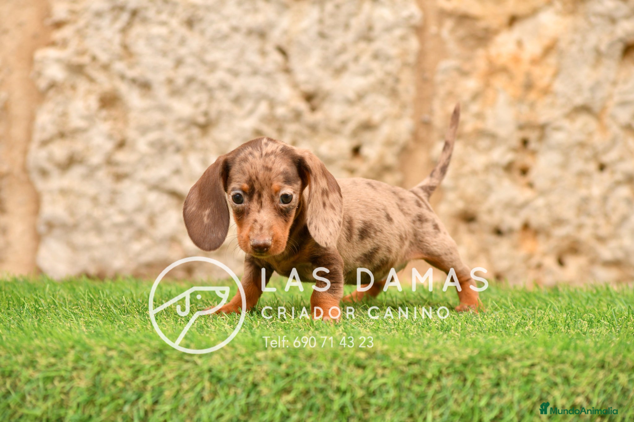 Teckel perros en venta: Teckel próxima camada.  - Anuncio 7