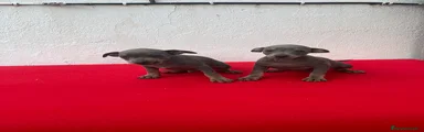 Pinscher Miniatura 3