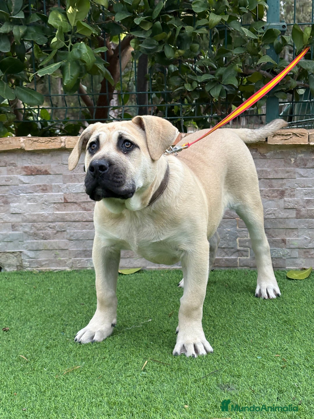 Presa Canario perros en venta: Cachorro presa canario  - Anuncio 3