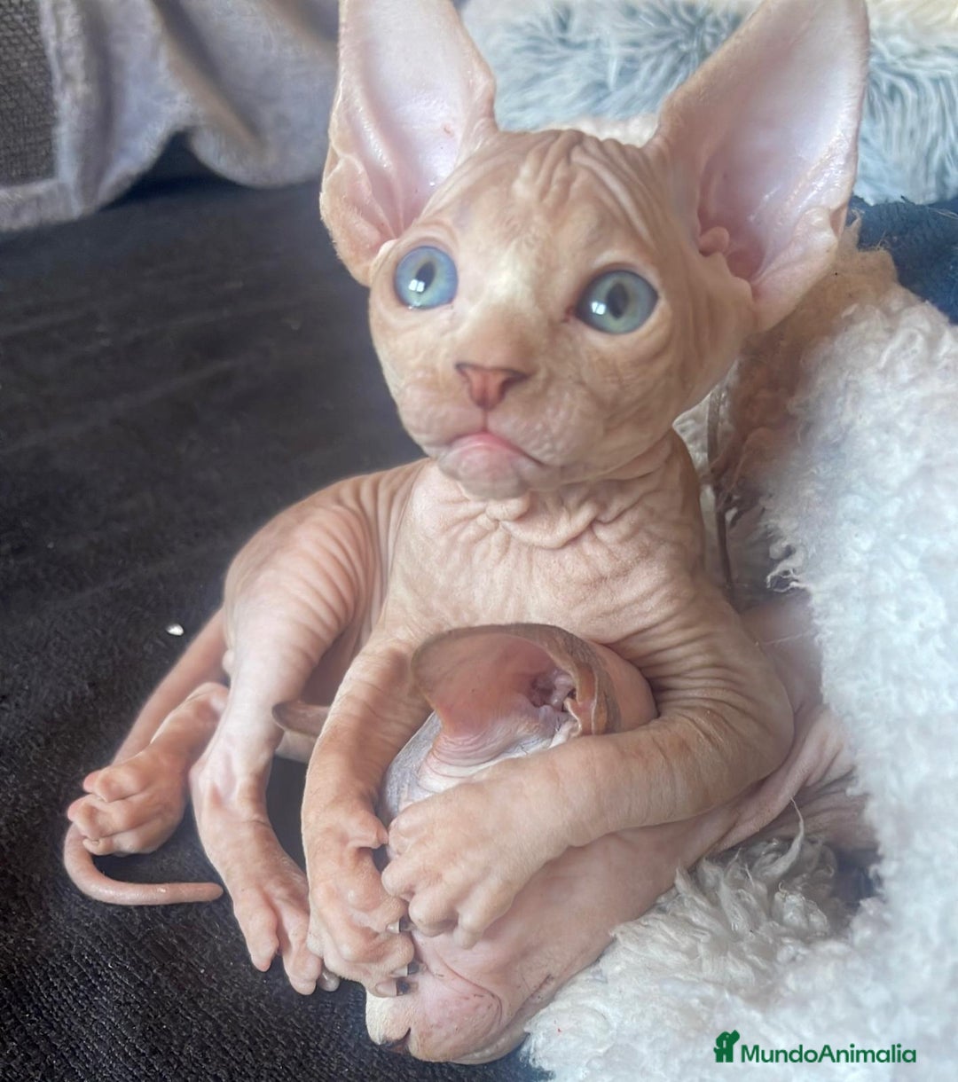 Británico de Pelo Corto gatos en venta: Sphynx calidad y selección  - Imagen 3
