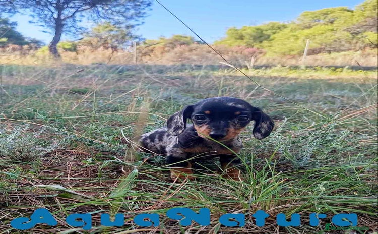 Teckel Miniatura perros - Anuncio 3