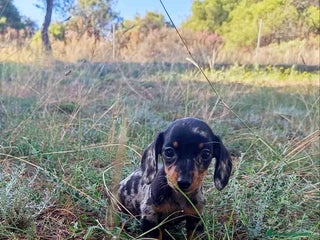 Teckel Miniatura perros - Anuncio 3