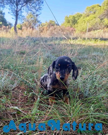 Teckel Miniatura perros - Anuncio 12
