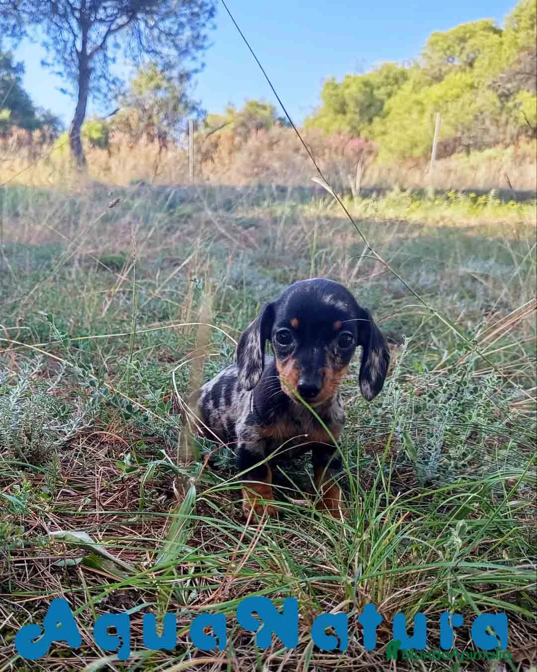 Teckel Miniatura perros en venta: Teckel Hembra de Tiana y Tilo 4486 AQUANATURA - Anuncio 1