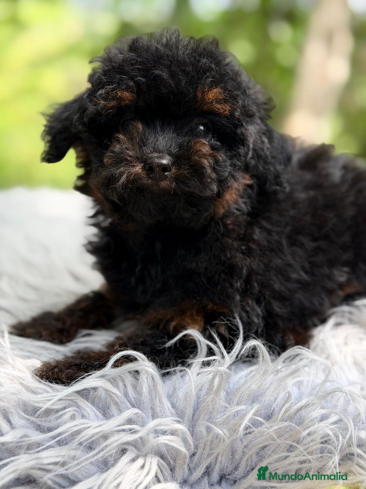 Caniche Toy perros CANICHE TOY PHANTOM DISPONIBLE MACHITO - Anuncio 1