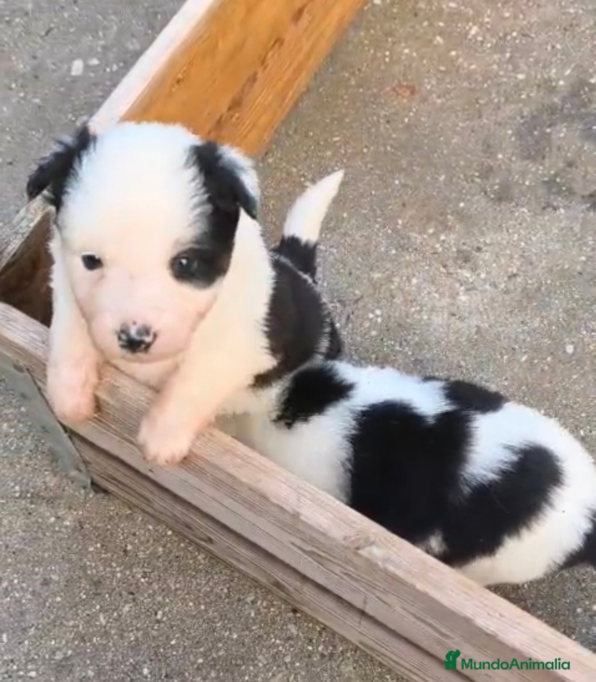 Border Collie perros Border collie - Anuncio 15
