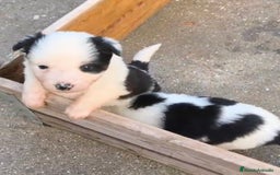 Border Collie perros en venta: Border collie - Anuncio 1