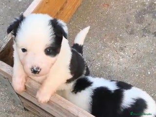 Border Collie perros Border collie - Anuncio 1