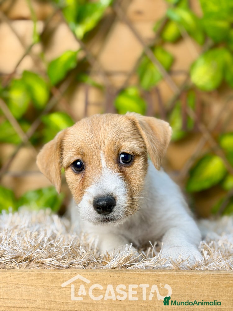 Jack Russell Terrier perros Camada de Cloe  - Anuncio 1