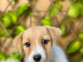 Jack Russell Terrier perros Camada de Cloe - Anuncio 1