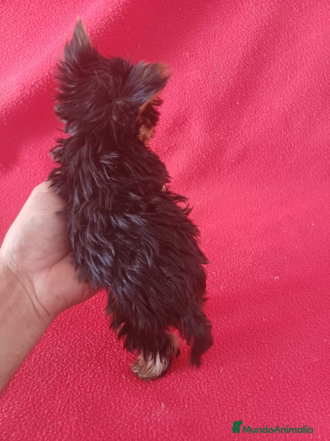 Yorkshire Terrier perros en venta: Yorkshire Terrier Toy - Imagen 3
