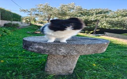 Pomerania perros en venta: Lulu de pomerania  - Imagen 6