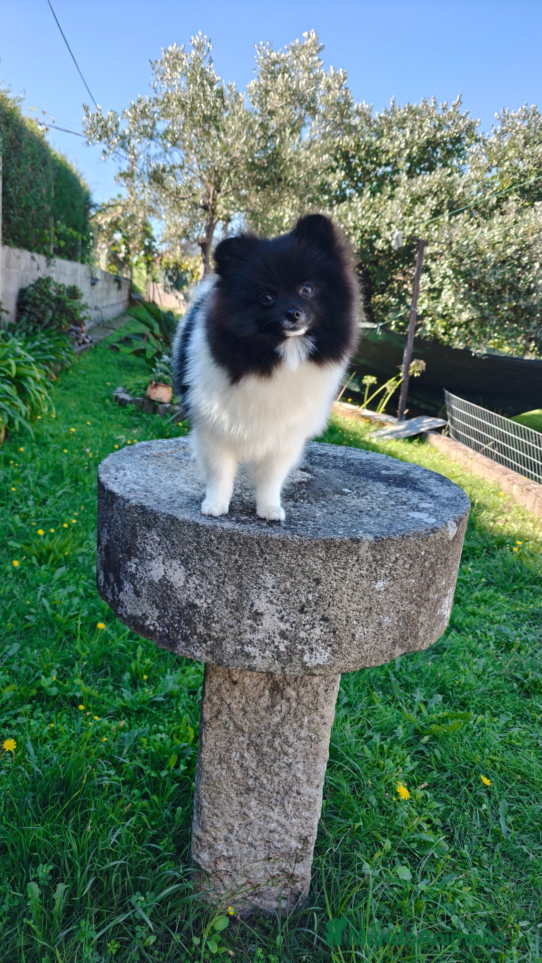 Pomerania perros en venta: Lulu de pomerania  - Imagen 6