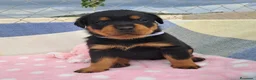 Rottweiler perros en venta: Bebés Rottweiler  - Anuncio 3