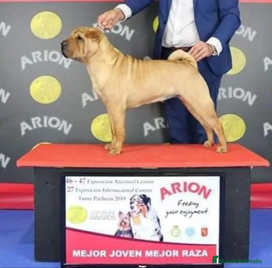 Shar Pei perros en venta: CACHORROS SHAR PEI MAXIMA CALIDAD en Málaga - Anuncio 4