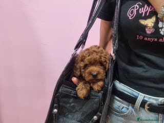 Caniche Toy perros Caniches minis - Anuncio 16