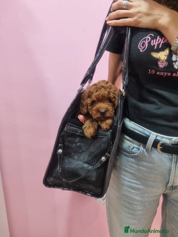 Caniche Toy perros - Anuncio 9