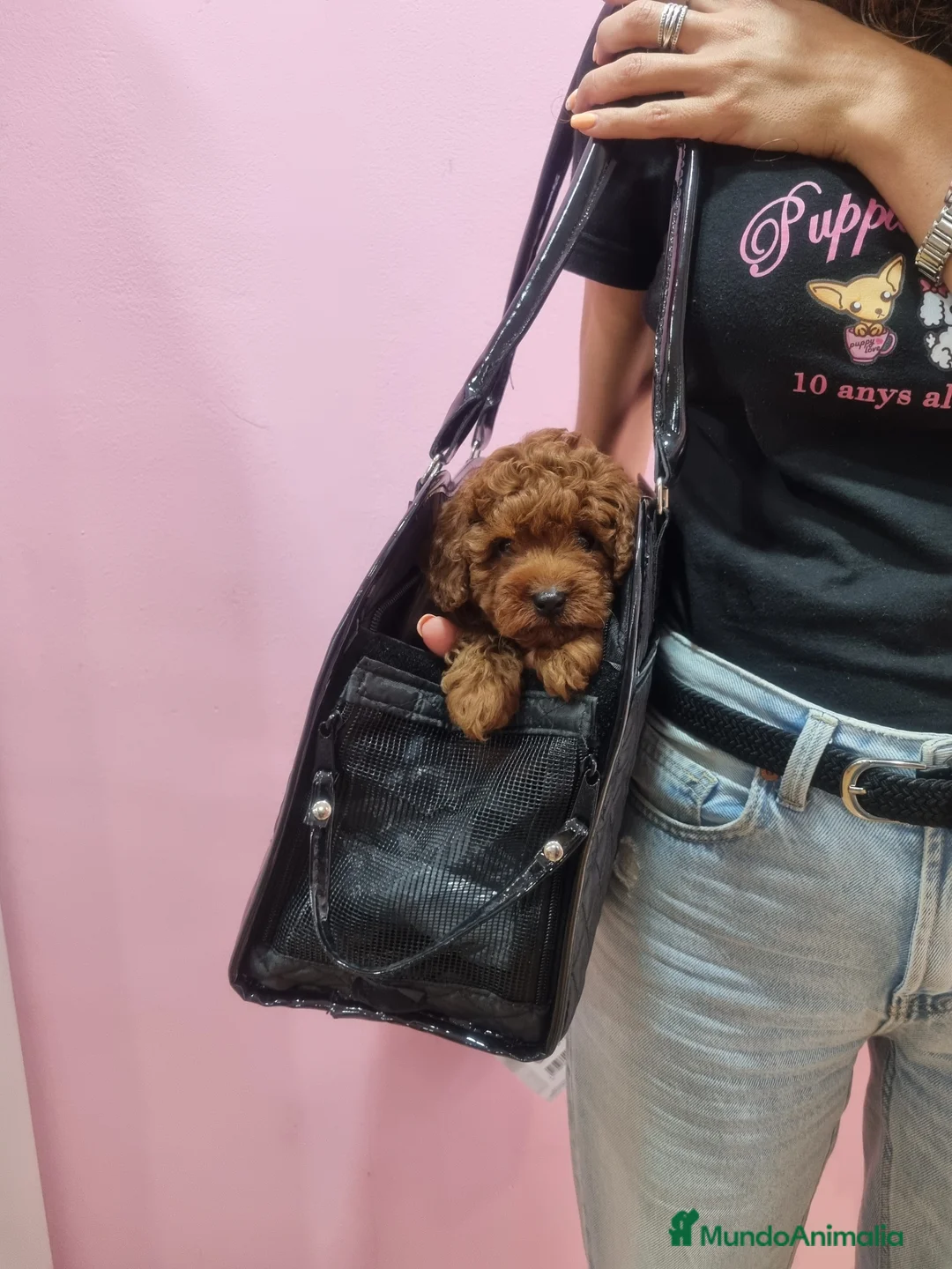 Caniche Toy perros en venta: Caniches minis - Anuncio 1