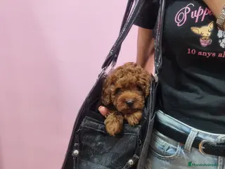 Caniche Toy perros Caniches minis - Anuncio 3