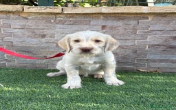 Braco Alemán de Pelo Duro perros en venta: Disponible hembra braco alemán  - Anuncio 4