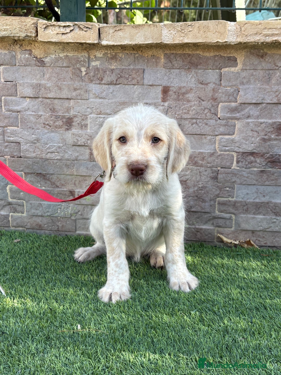 Braco Alemán de Pelo Duro perros en venta: Disponible hembra braco alemán  - Anuncio 4