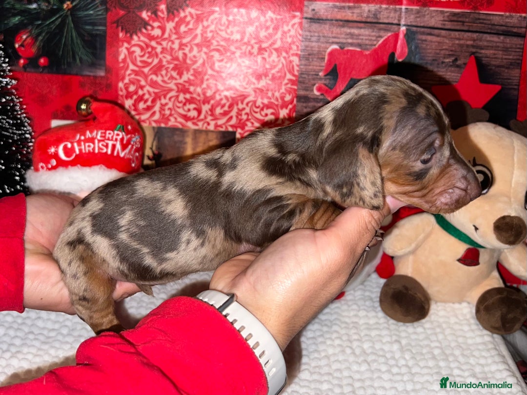 Teckel Miniatura perros en venta: TECKEL ARLEQUÍN MINIATURA - Anuncio 2