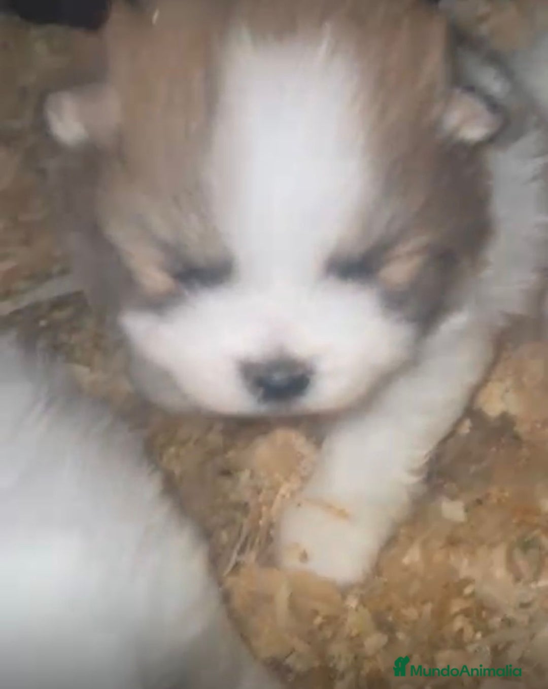 Pomerania perros en venta: Lulu pomerania toy  - Anuncio 2