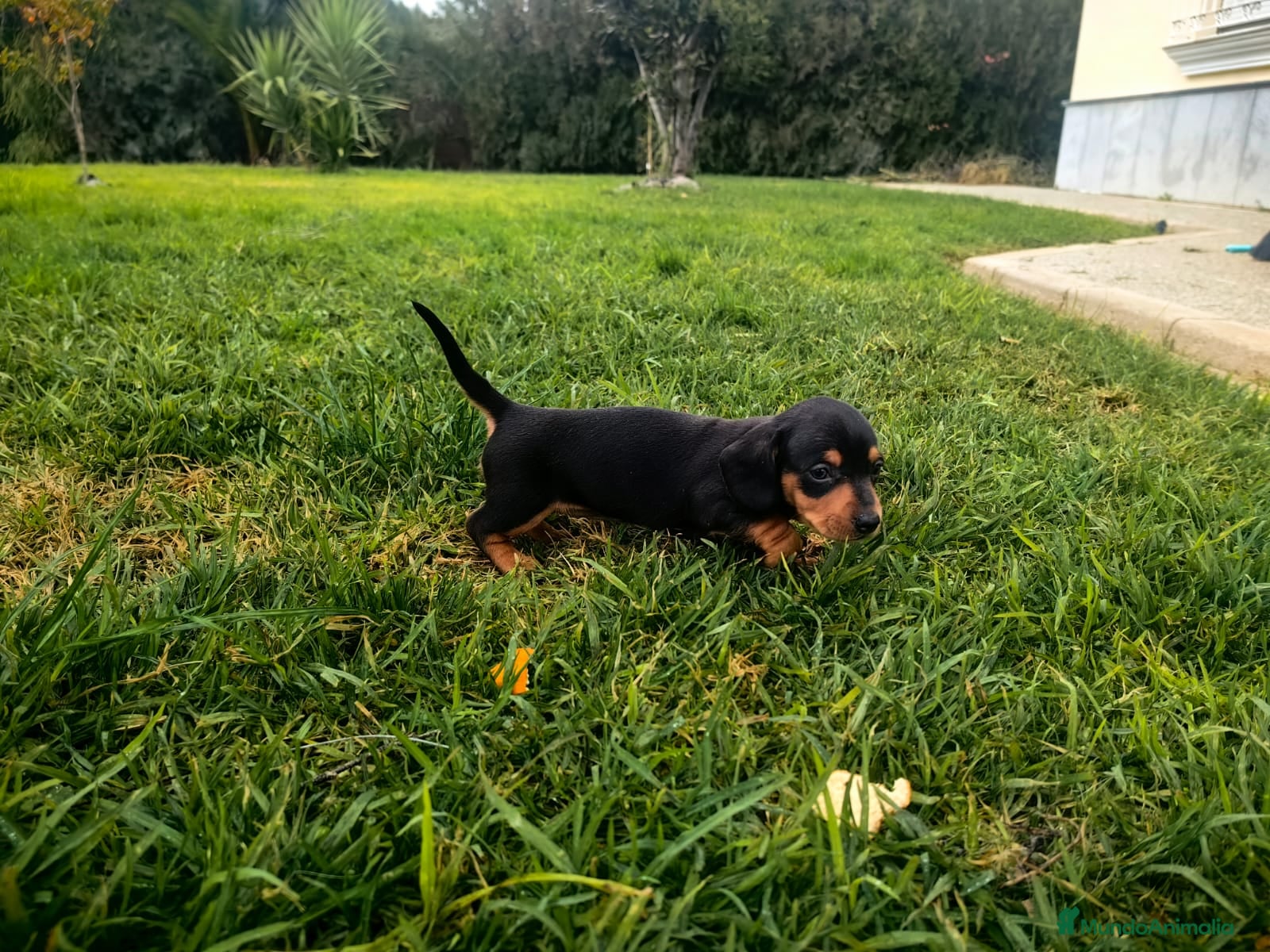 Teckel Miniatura perros Teckel miniatura  - Anuncio 1