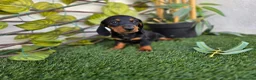 Teckel perros en venta: TECKEL KANNINCHEN - Anuncio 2