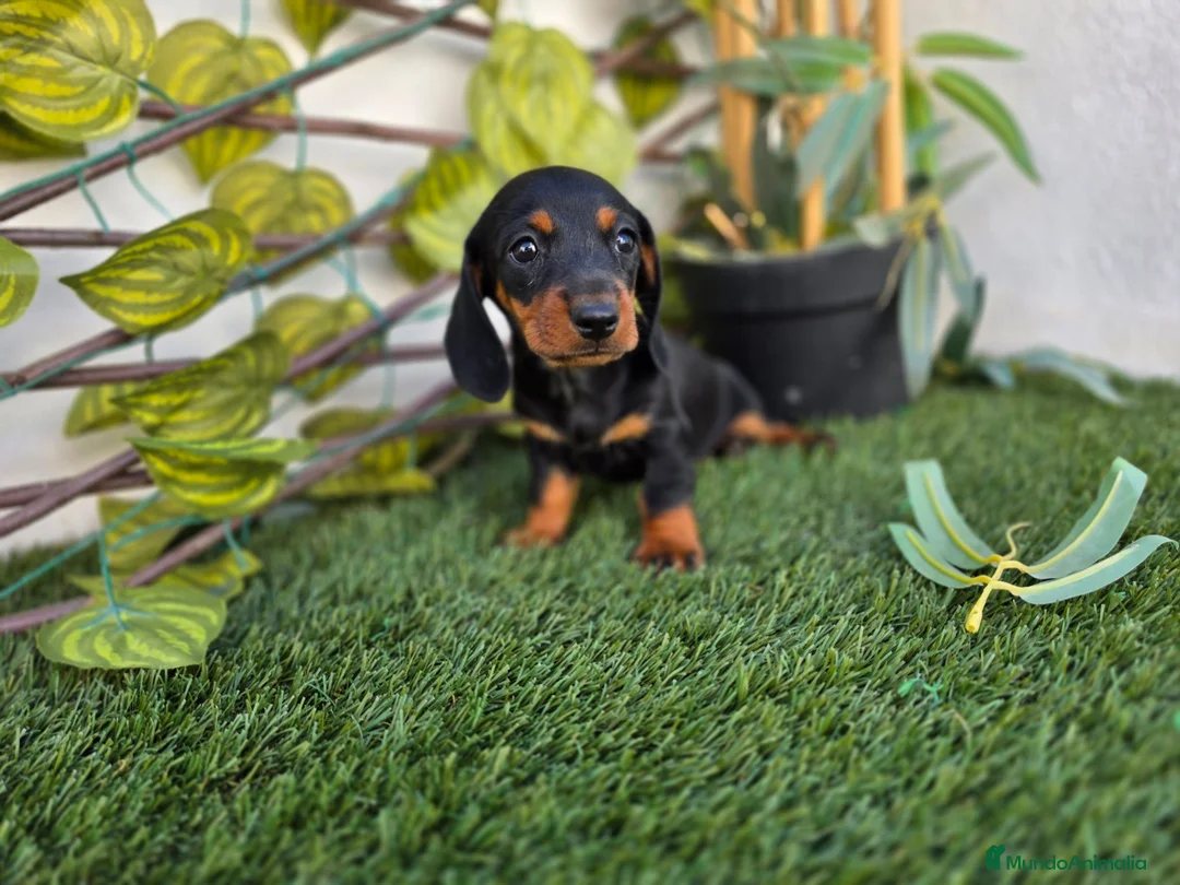 Teckel perros en venta: TECKEL KANNINCHEN - Anuncio 2