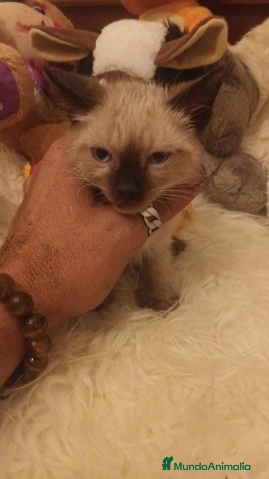Siamés gatos GATITO SIAMÉS  - Anuncio 1