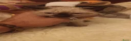 Siamés gatos en venta: GATITO SIAMÉS  - Anuncio 1