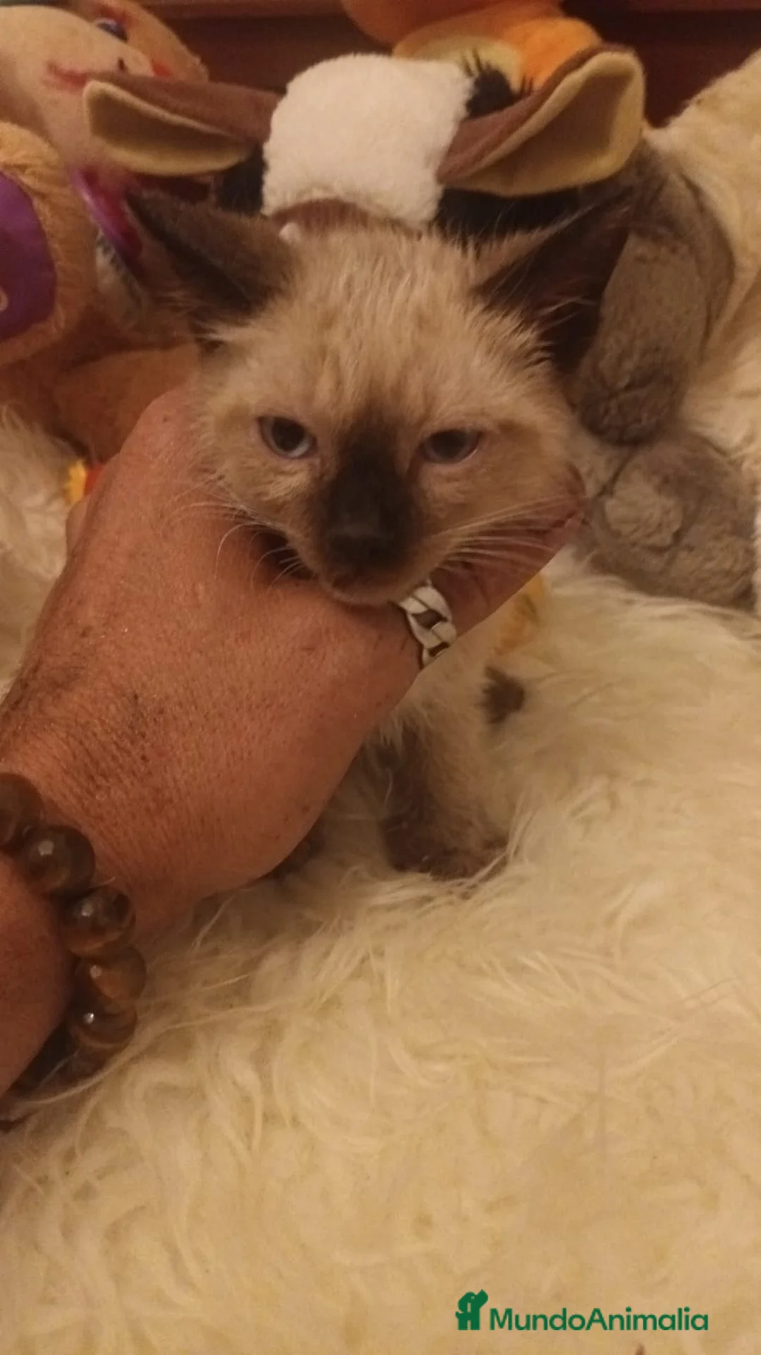 Siamés gatos en venta: GATITO SIAMÉS  - Anuncio 1