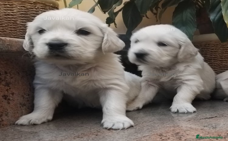 Golden Retriever perros - Anuncio 2