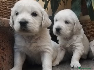 Golden Retriever perros - Anuncio 17
