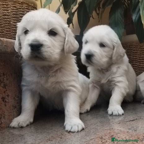 Golden Retriever perros - Anuncio 8