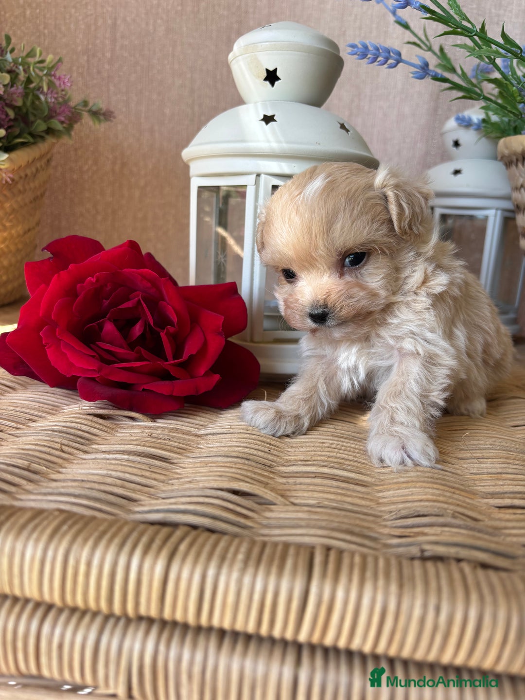 Maltipoo perros en venta: Maltipoo tacita de té, hembra disponible  - Imagen 5