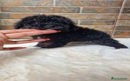 Caniche Toy perros en venta: HEMBRA CANICHE TOY  - Imagen 1