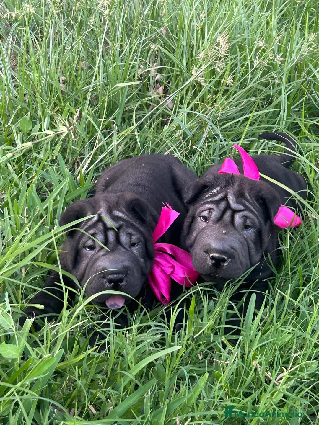 Shar Pei perros en venta: Disponible schar pei americano  - Anuncio 9