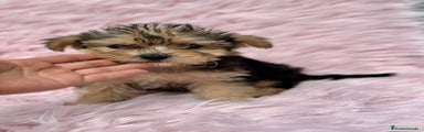 Yorkshire Terrier Cachorro 1