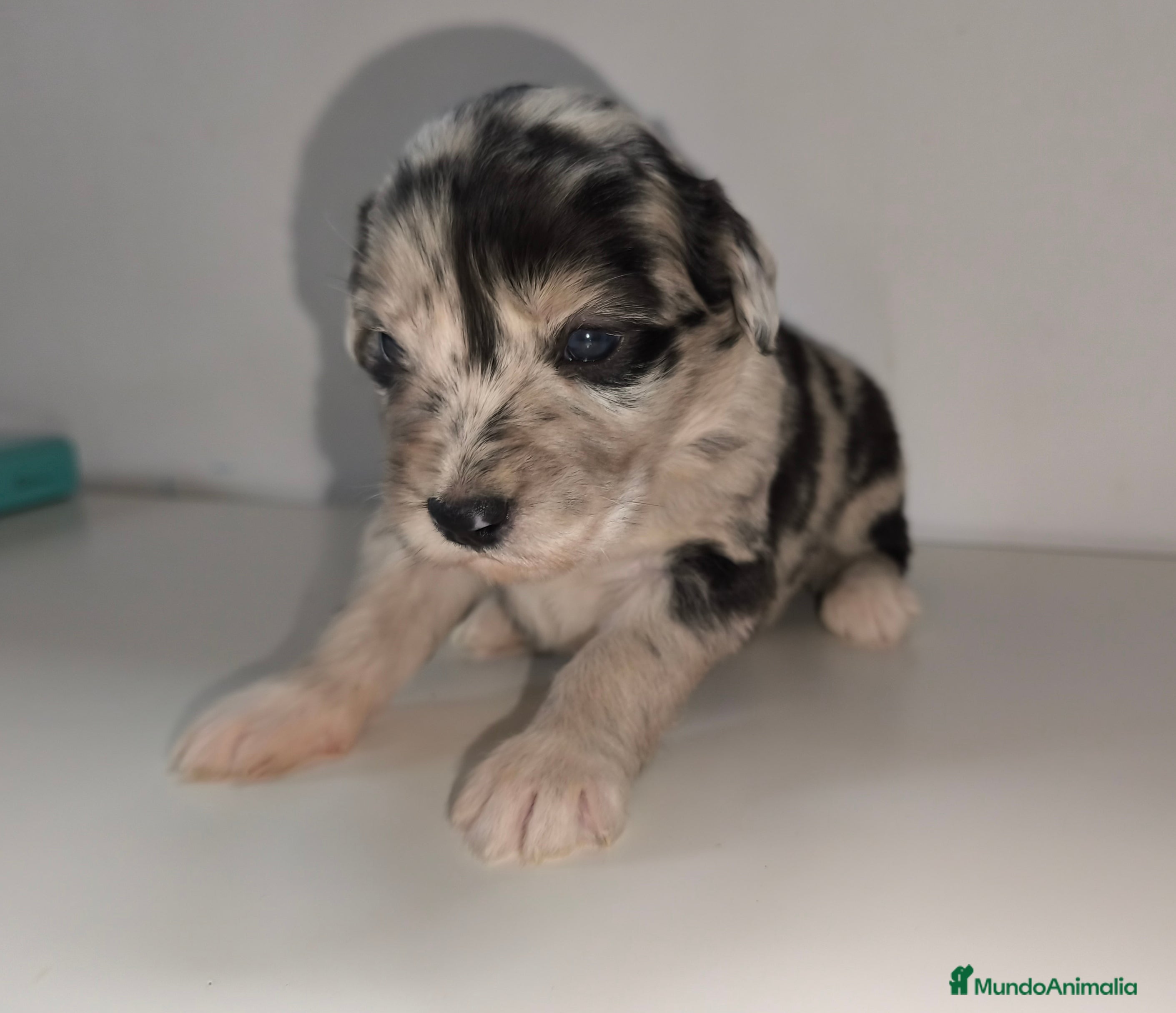 Raza Mixta perros Cachorros cruce de caniche x border collie - Anuncio 1