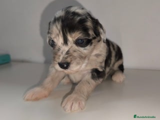 Raza Mixta perros Cachorros cruce de caniche x border collie - Anuncio 1