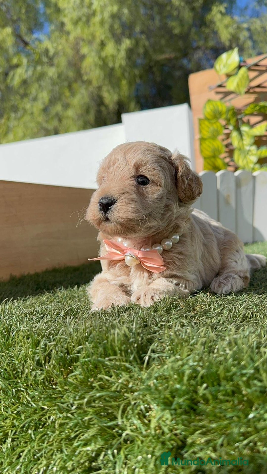 Maltipoo perros en venta: MALTIPOO HEMBRA - Imagen 12